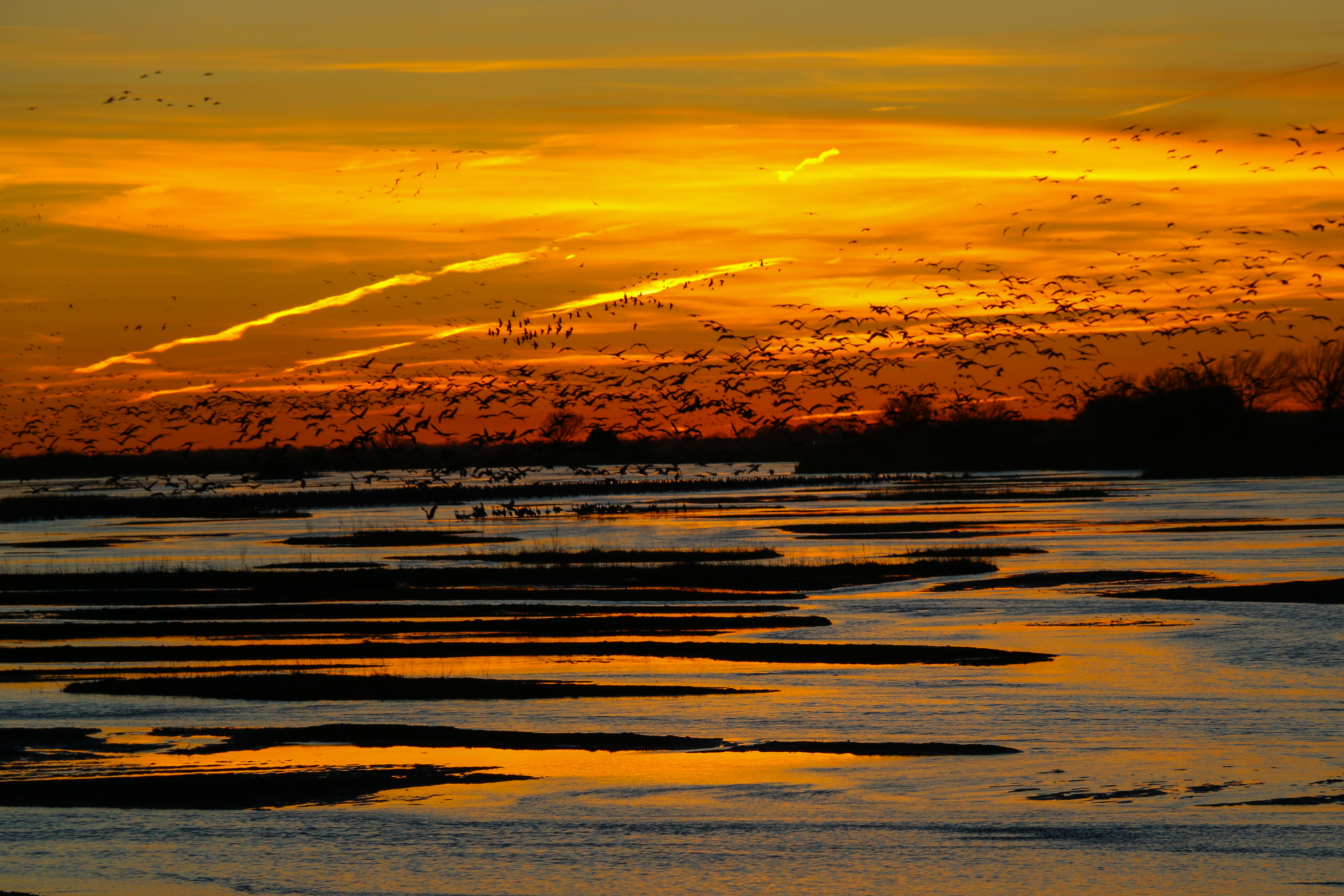 Cranes Sunrise