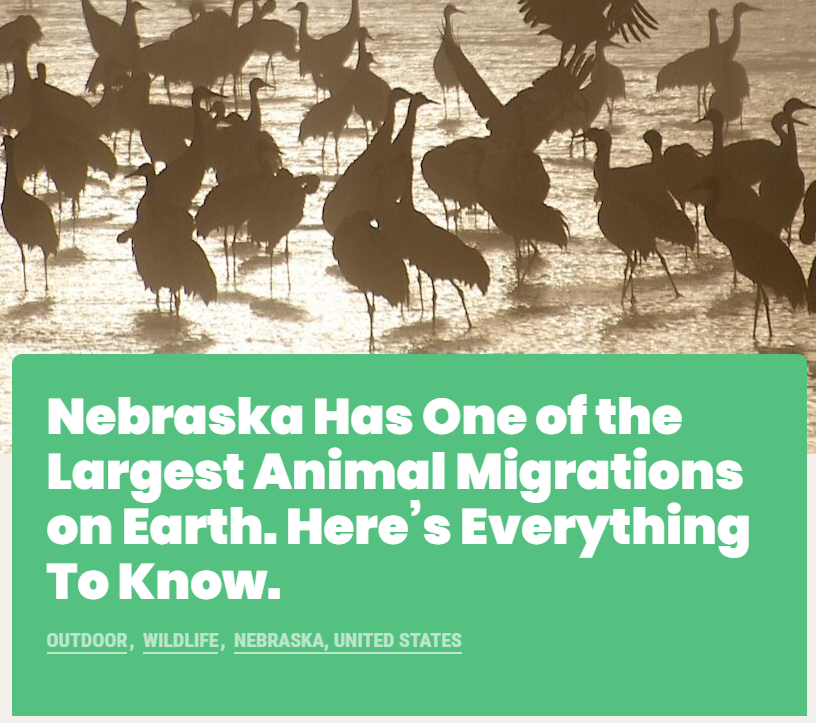 Nebraska Has One of the Largest Animal Migrations on Earth. Here's Everything to Know Nebraska Has One of the Largest Animal Migrations on Earth. Here's Everything to Know