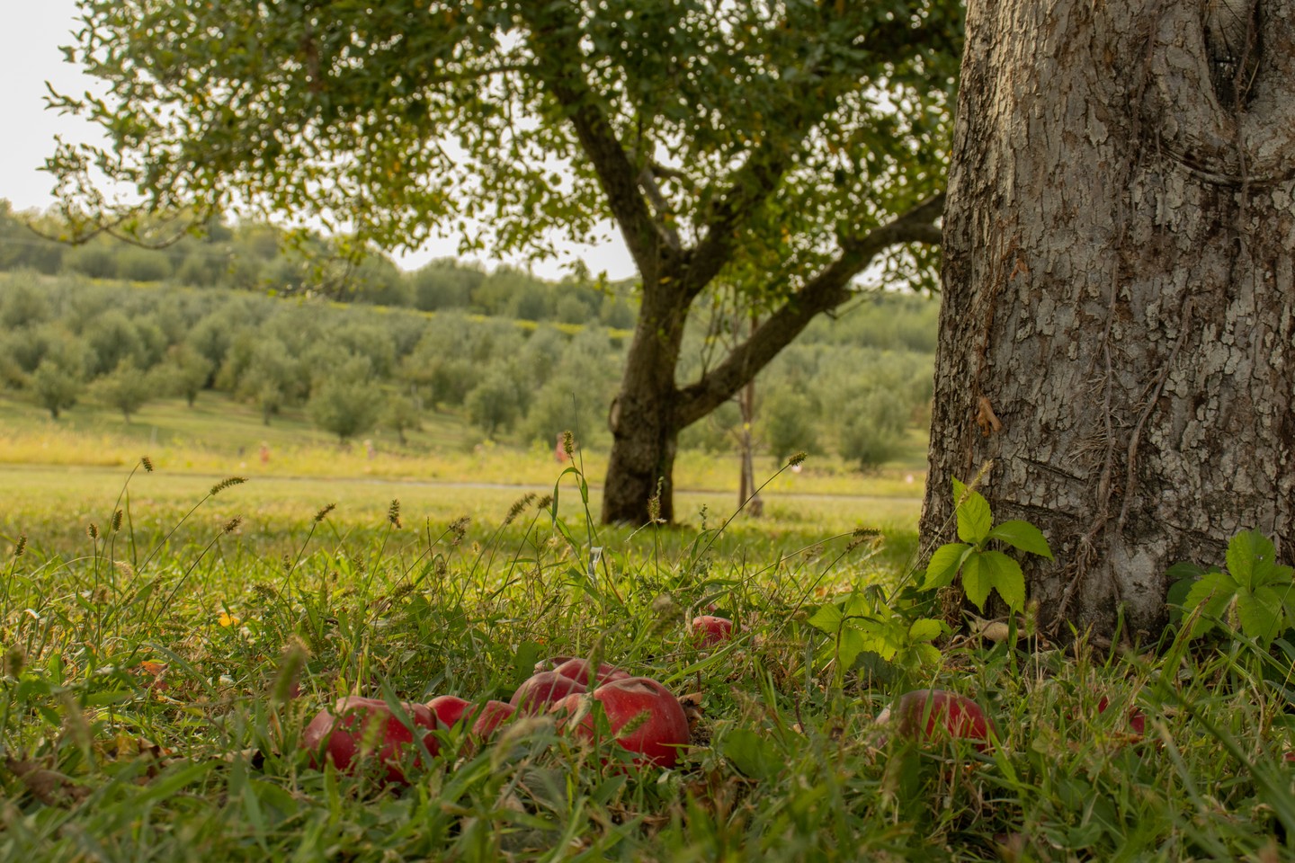 Arbor Day Farm