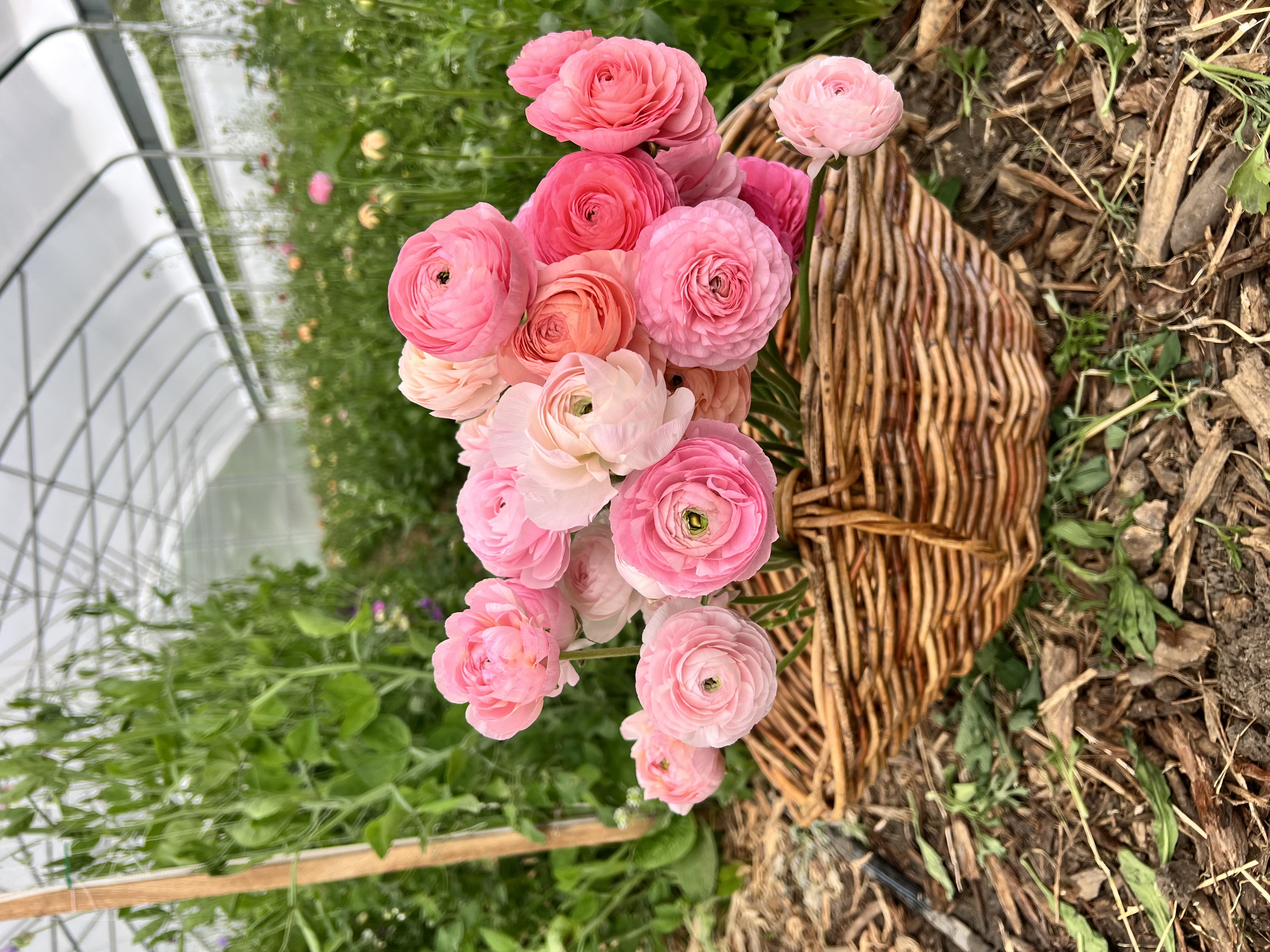 Pink flowers in a basket.