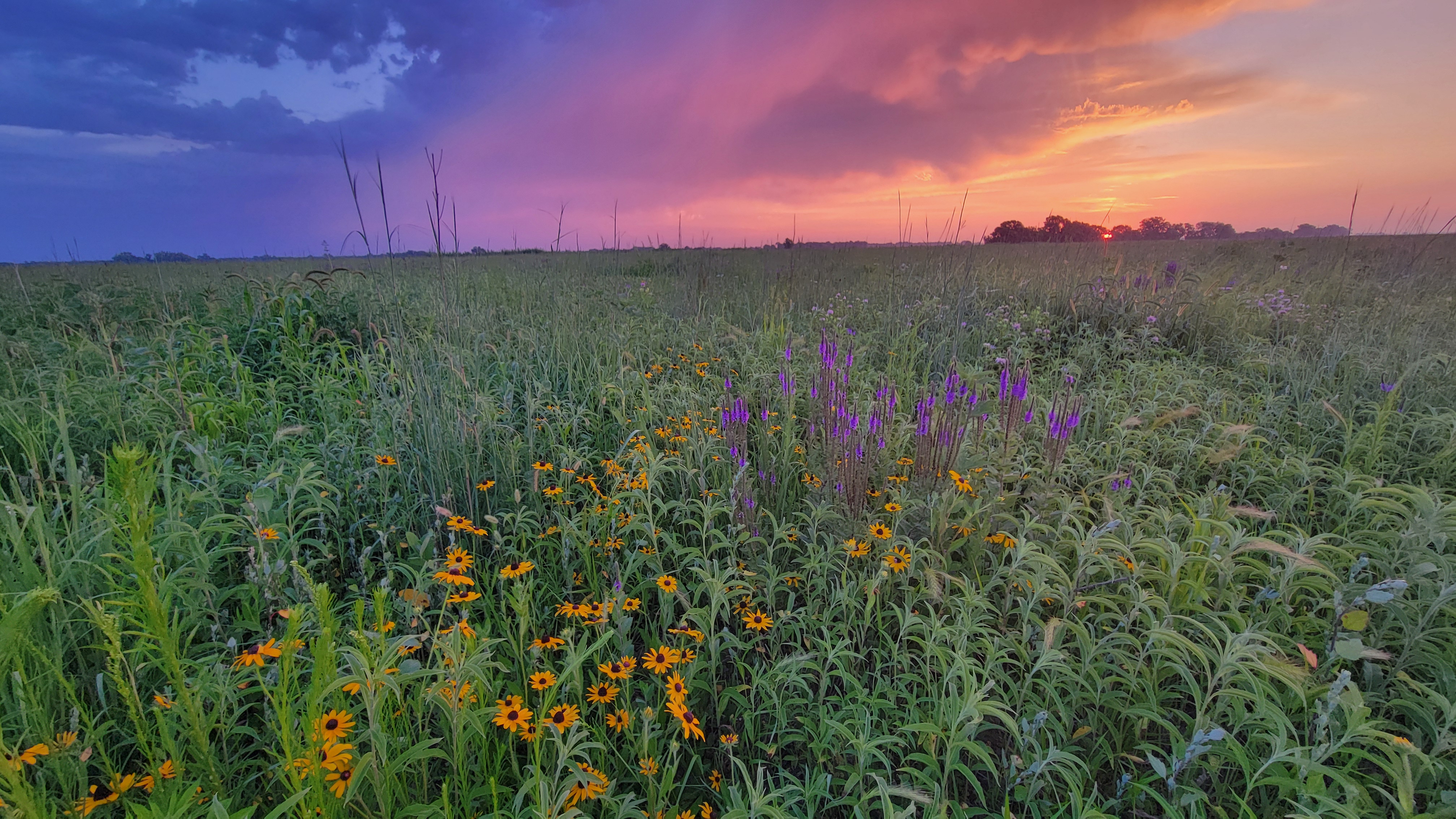 Beautiful sunset with a field of wildflowers.