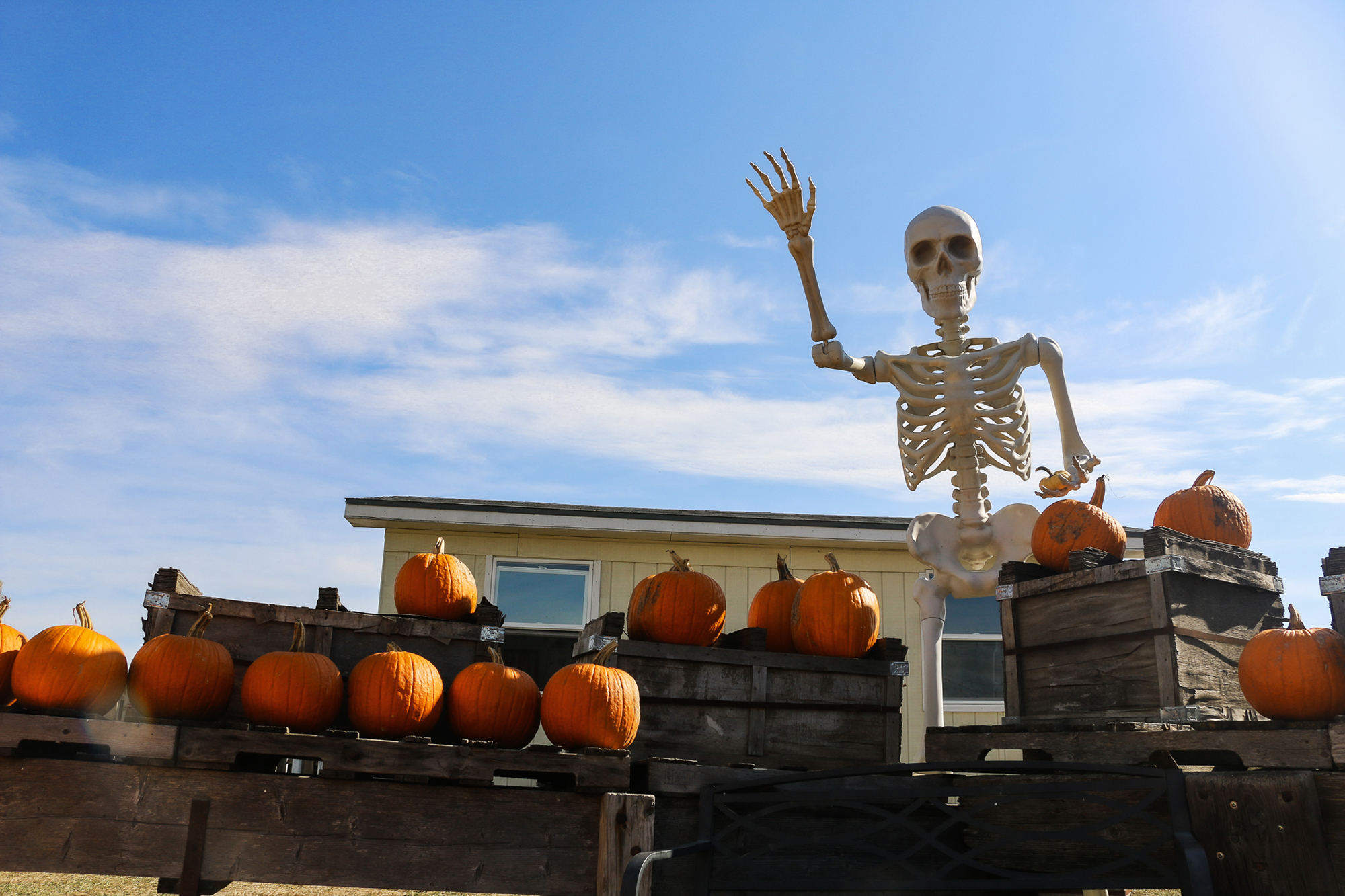 A large skeleton decoration overlooking pumpkins lined on a display at Skinny Bones Pumpkin Patch in Blair.