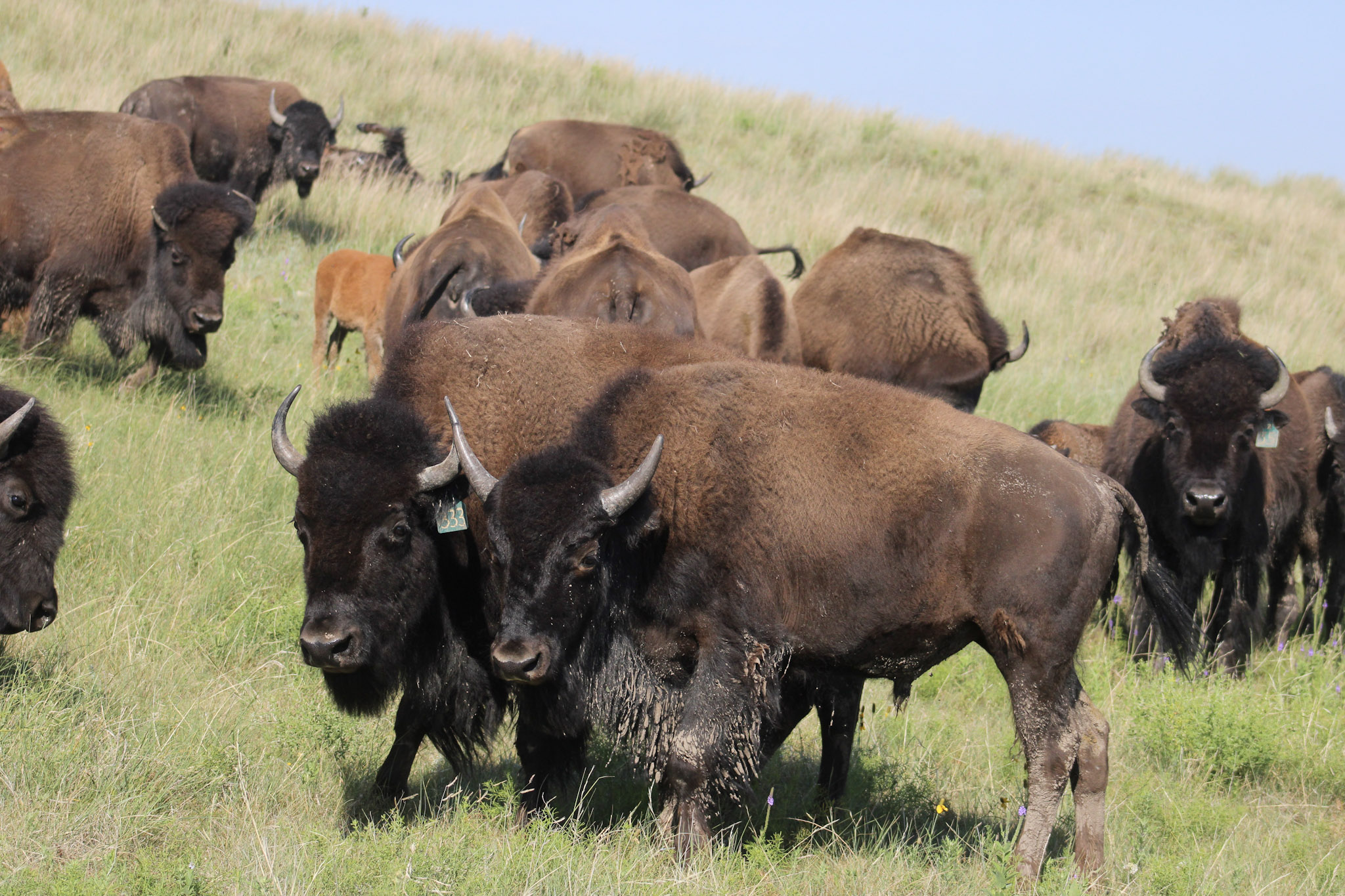 bison