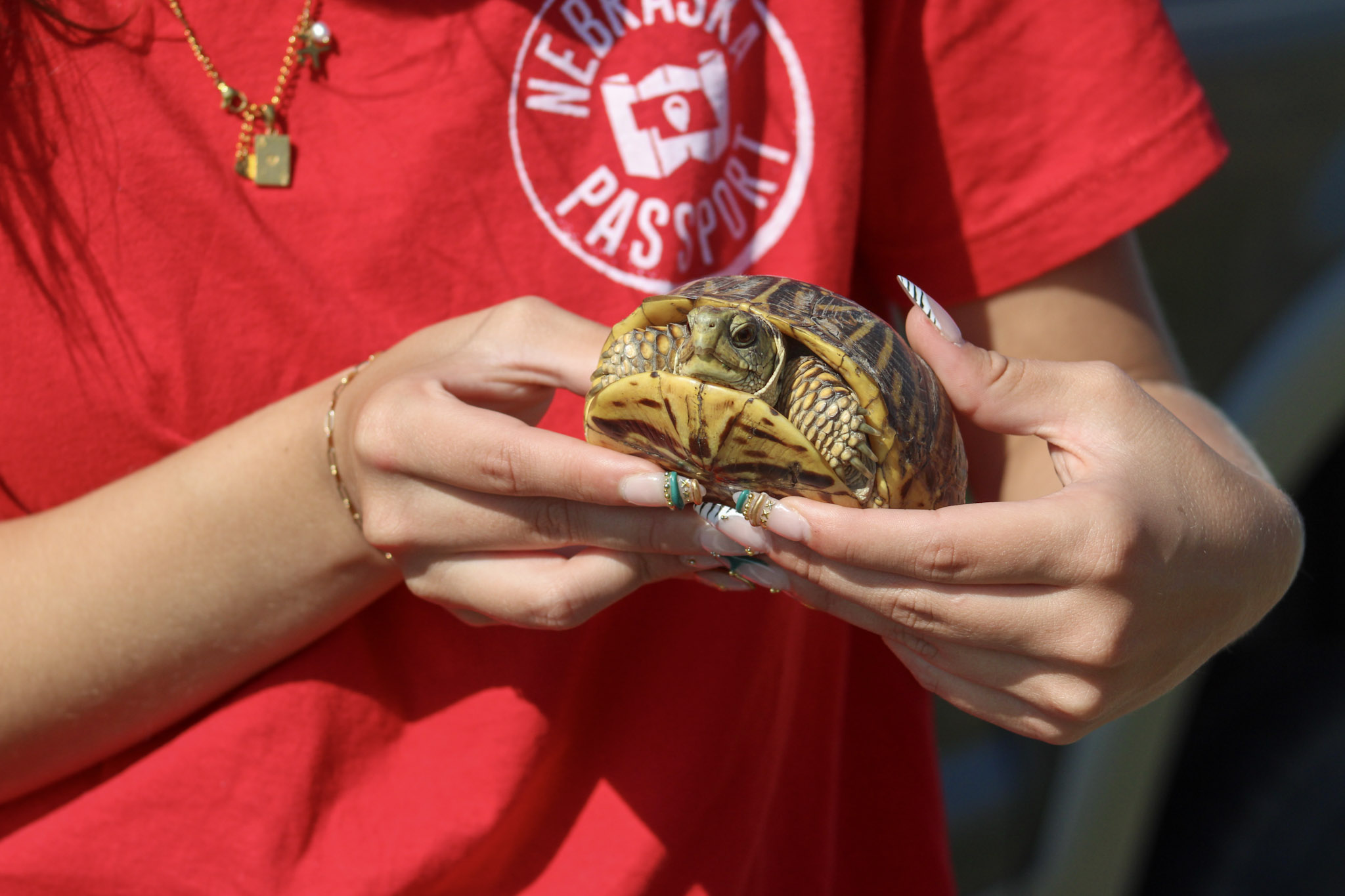 turtle