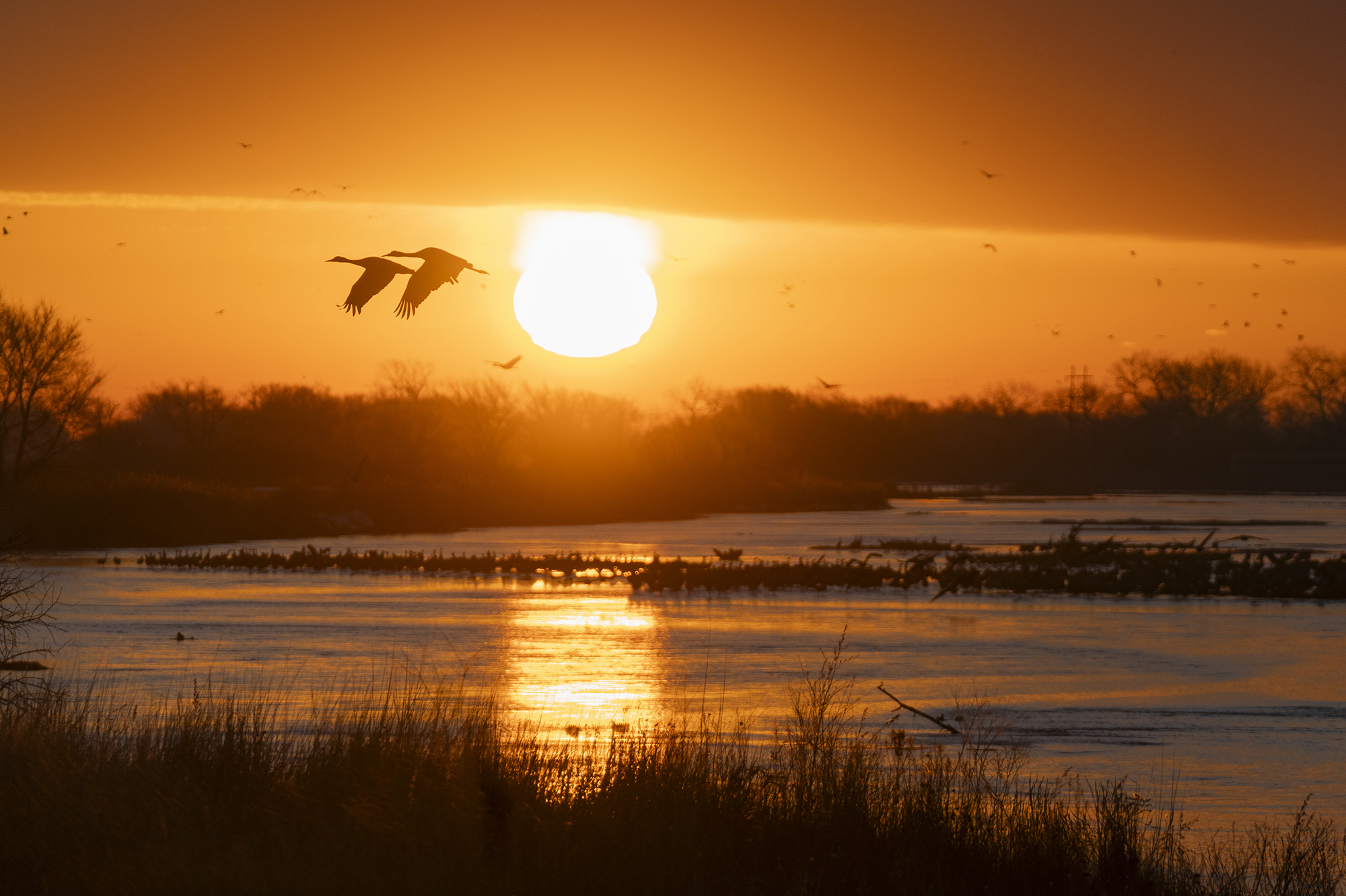 Sandhill Cranes on the Platte River at Rowe Sanctuary in Gibbon, Nebraska