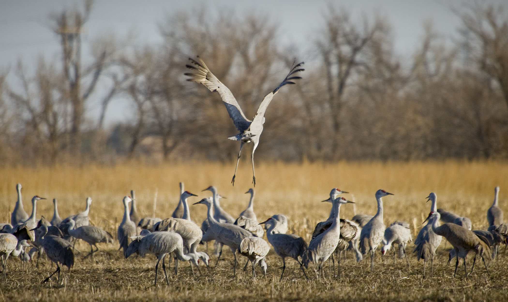 Sandhill Cranes