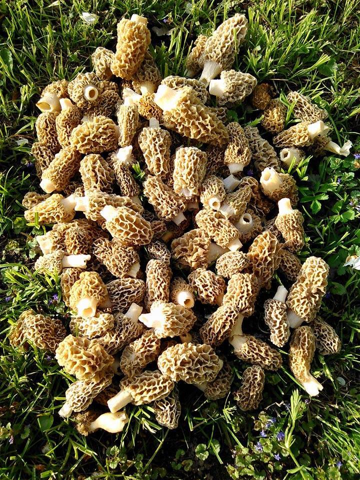 mushrooms