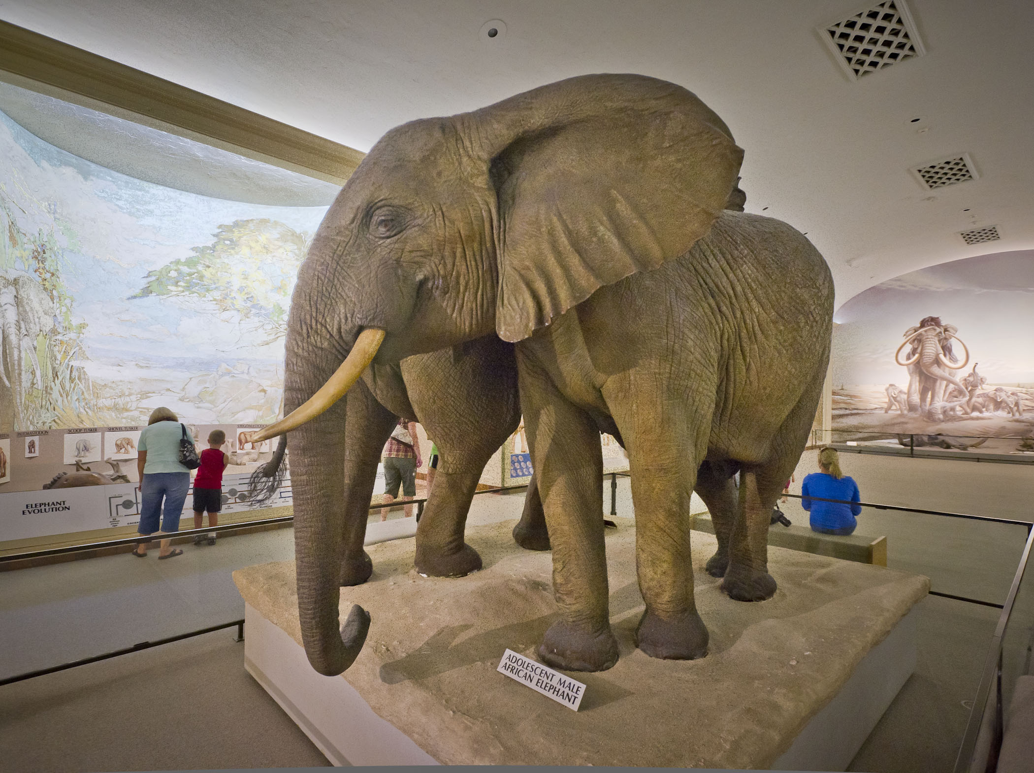 Morrill Hall Nebraska State Museum Elephant