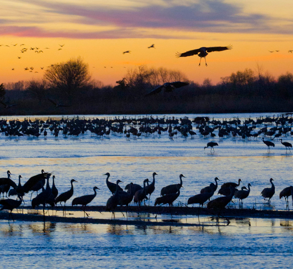 Nebraska Crane Migration 2025