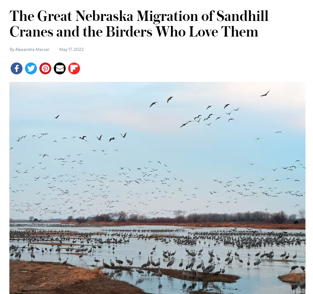The Great Nebraska Migration of Sandhill Cranes and the Birders Who Love Them IMAGE