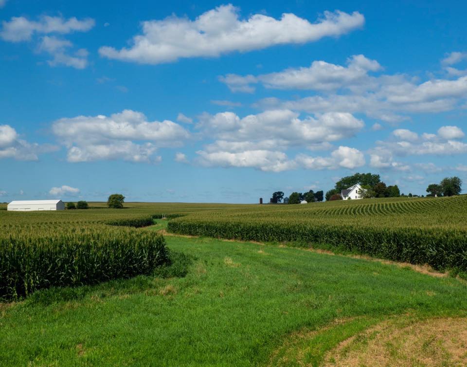 Cornfield and Farm House