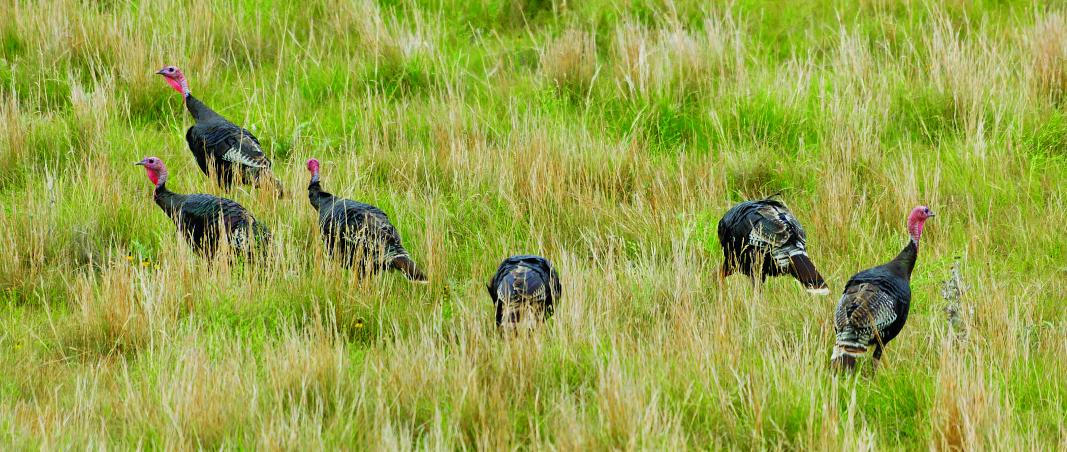 Wild turkeys in Nebraska