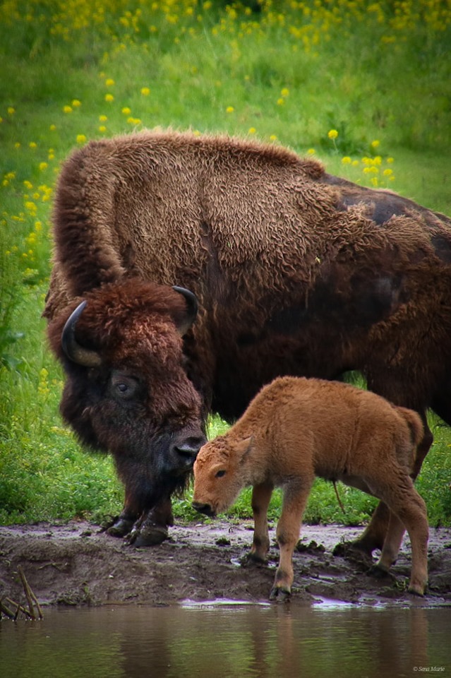 bison baby