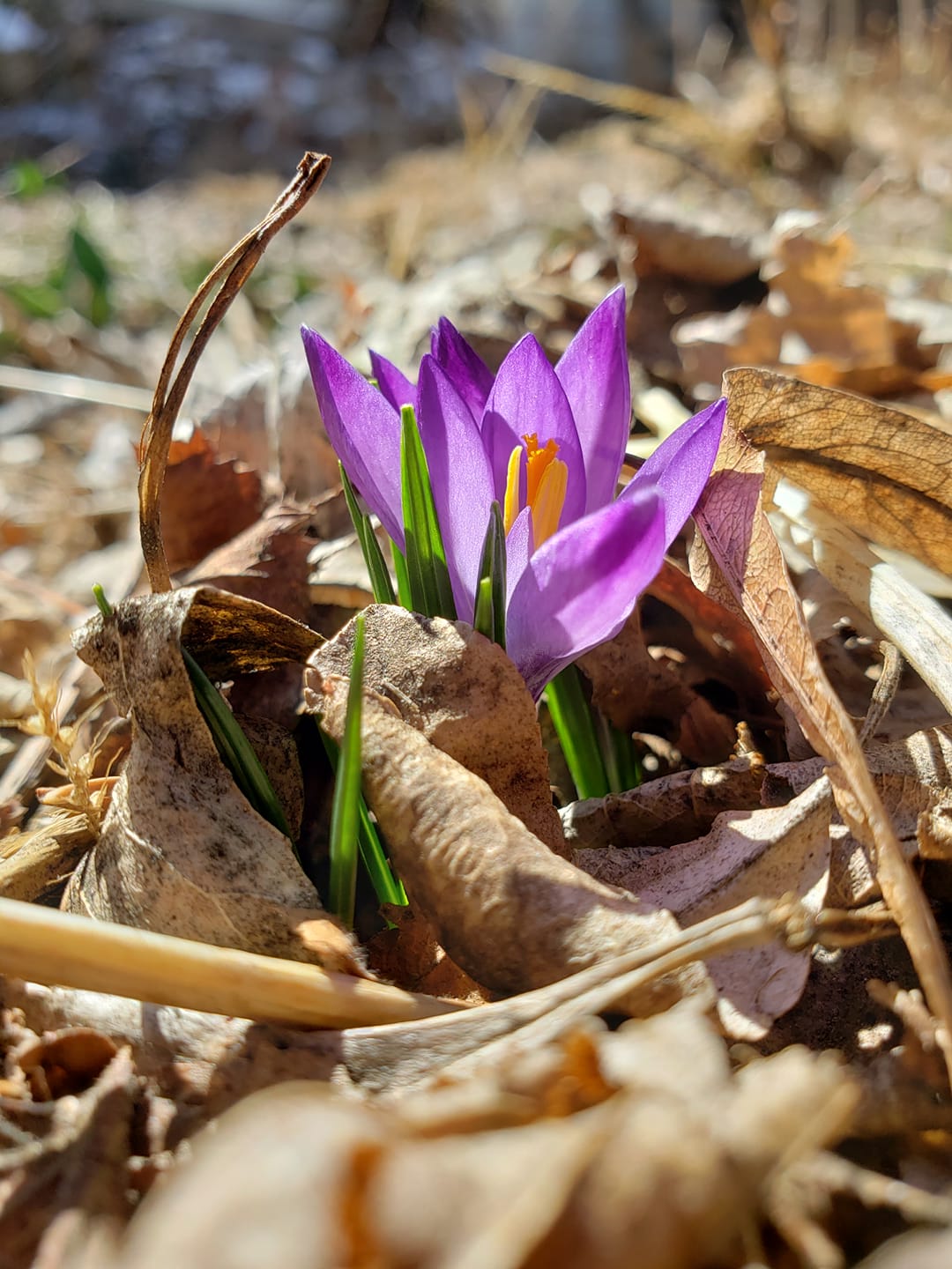 blooming flower