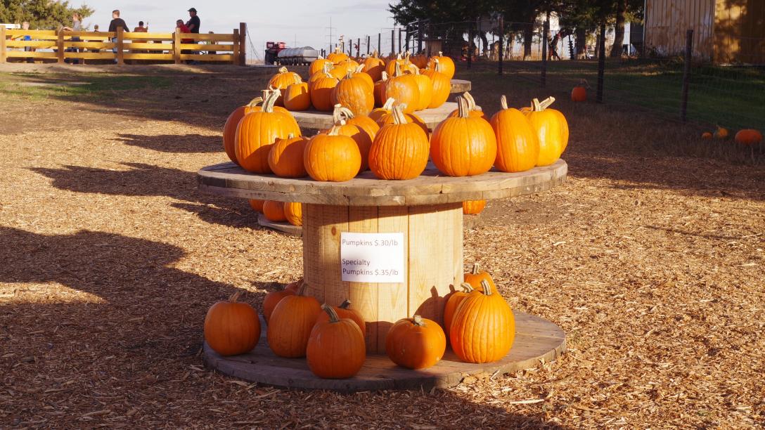 pumpkin stand at Homestead Pumpkin Patch in North Platte.