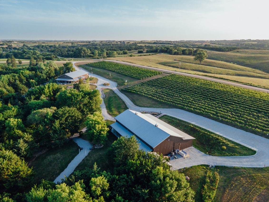 Junto Wine Vineyard