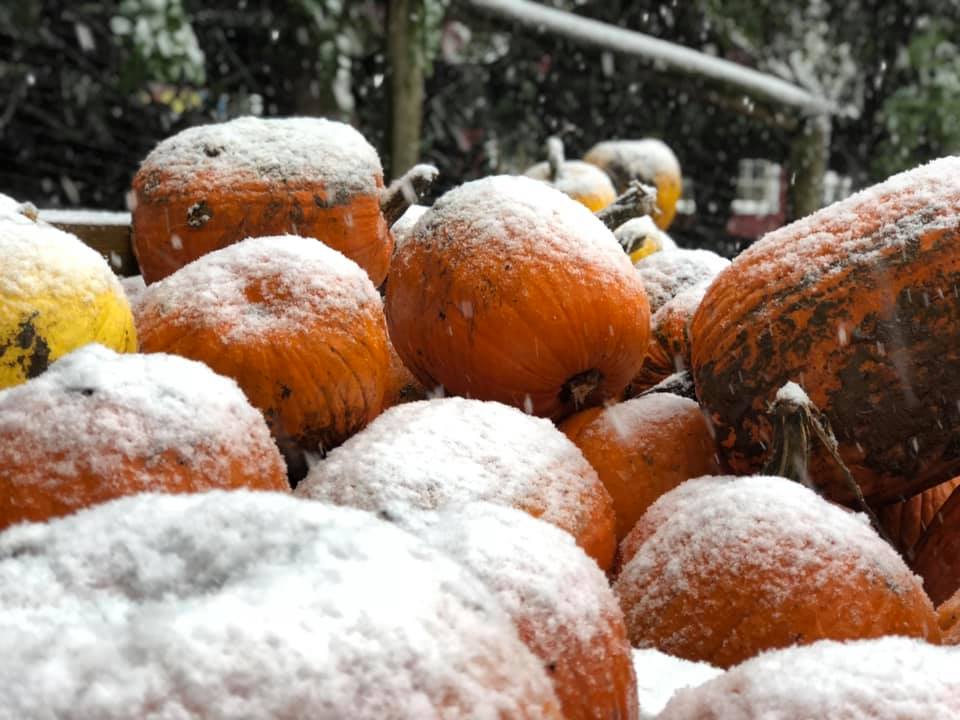 Vala's Pumpkin Patch in snow