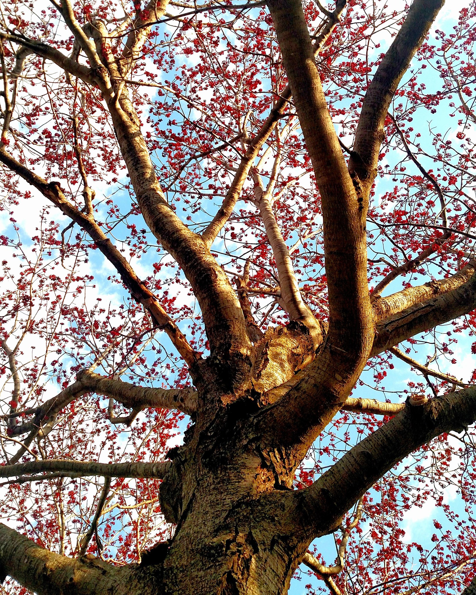 Tree Blossoms