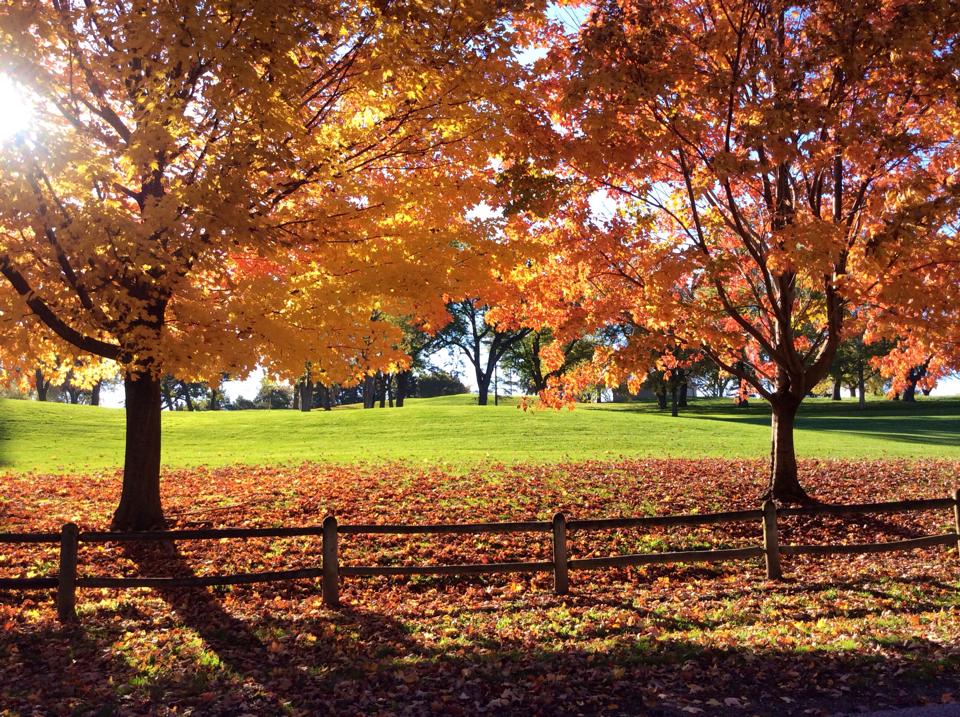 Elmwood Park Calendar Shara Delphine