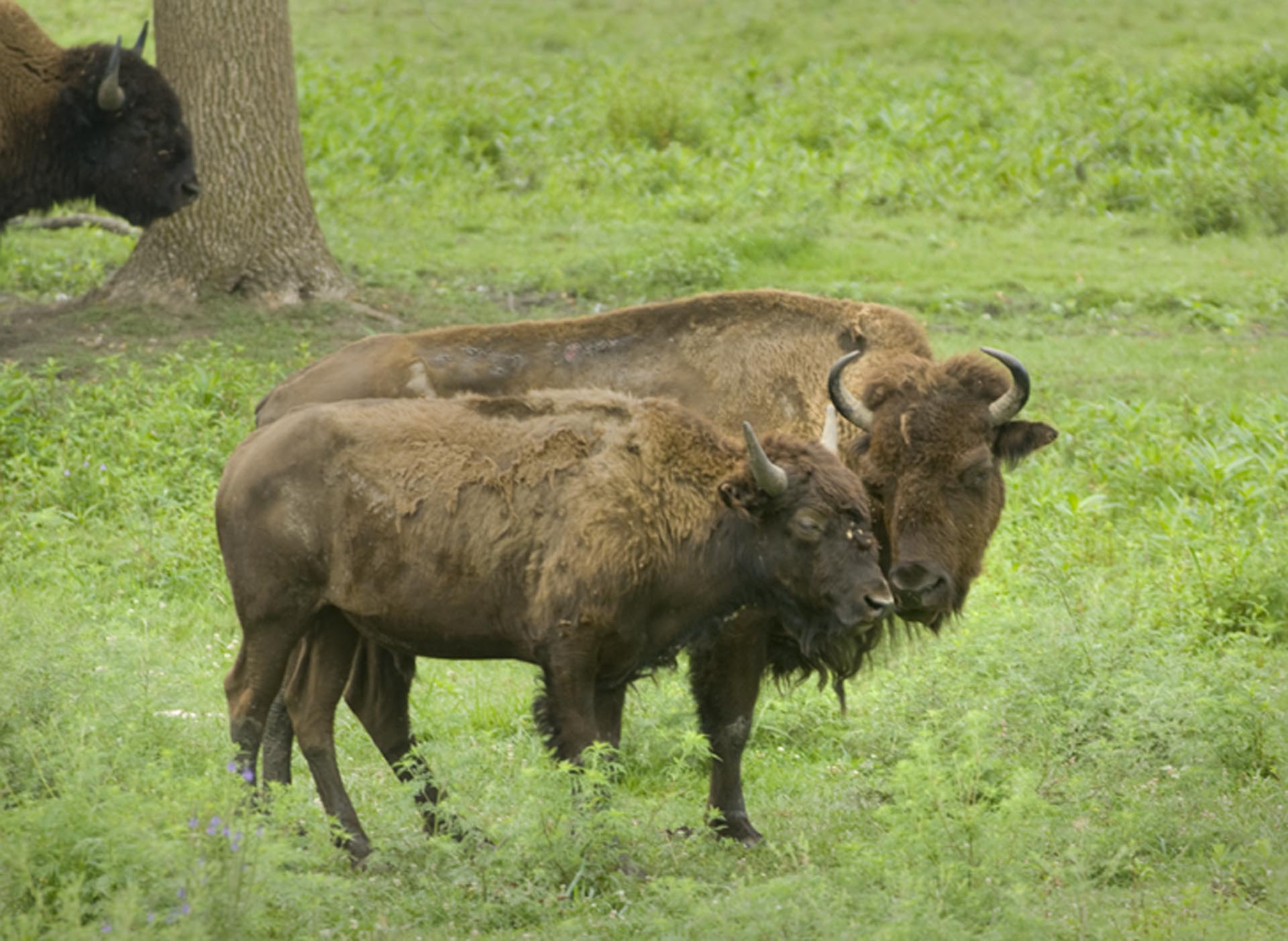 Winnebago Indian Reservation (Winnebago)