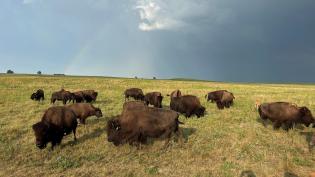golden prairie bison