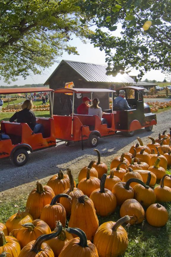 pumpkin patch