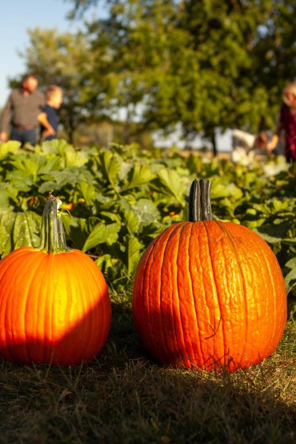 Find Nebraska pumpkin patches | Visit Nebraska