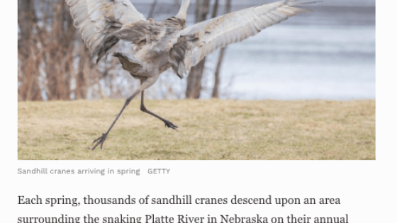 Rowe Sanctuary Gibbon