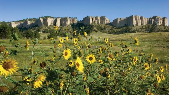 A view of sunflowers from Fort Robinson State Park.