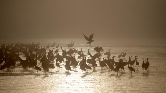 Sandhill Cranes