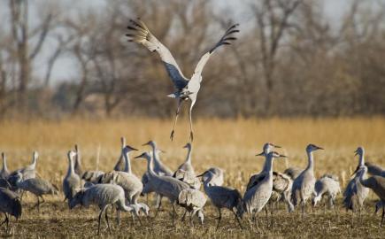 Sandhill crane migration in Hastings, Nebraska