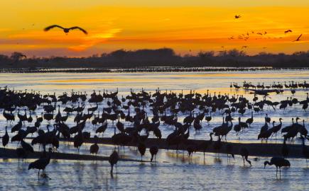 Nebraska's annual sandhill crane migration