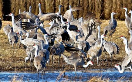 Dusty Trails Cranes