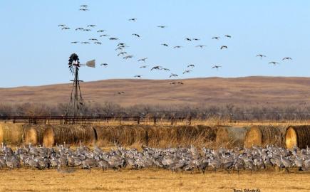 North Platte Cranes