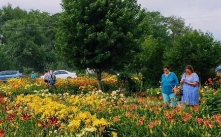 Harmony Nursery Bradshaw