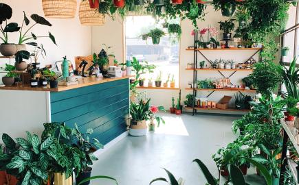 rooted plant co.