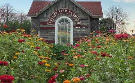 valley view flowers