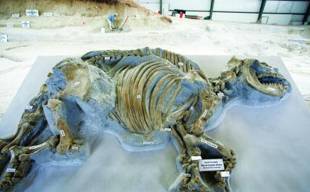 ashfall fossil