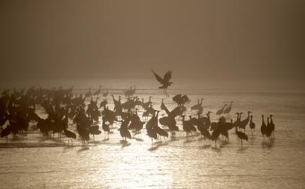 Sandhill crane migration in Grand Island, Nebraska