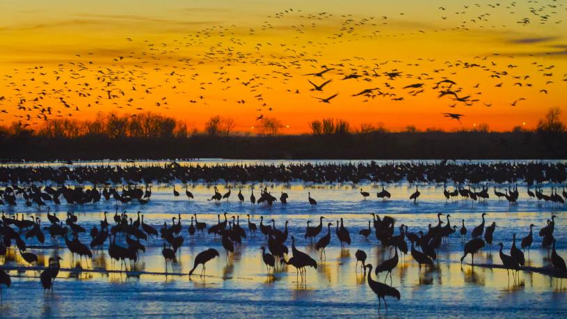 Sandhill Cranes
