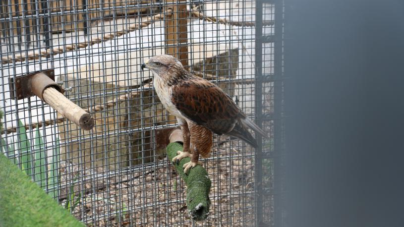 Fontenelle Forest Raptor Recovery