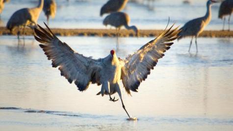 Sandhill Crane