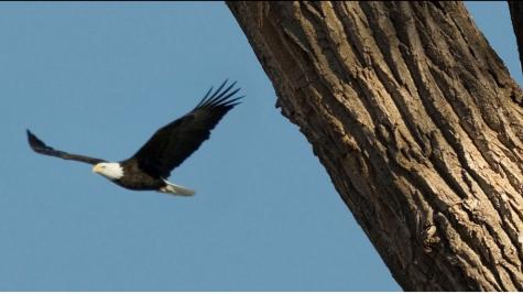 bald eagle