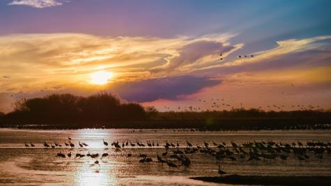 Sandhill Cranes