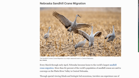 sandhill cranes 