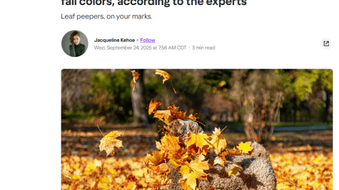 fall foliage