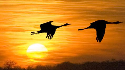 SandhillCraneMigration-TripHeroImage.jpg