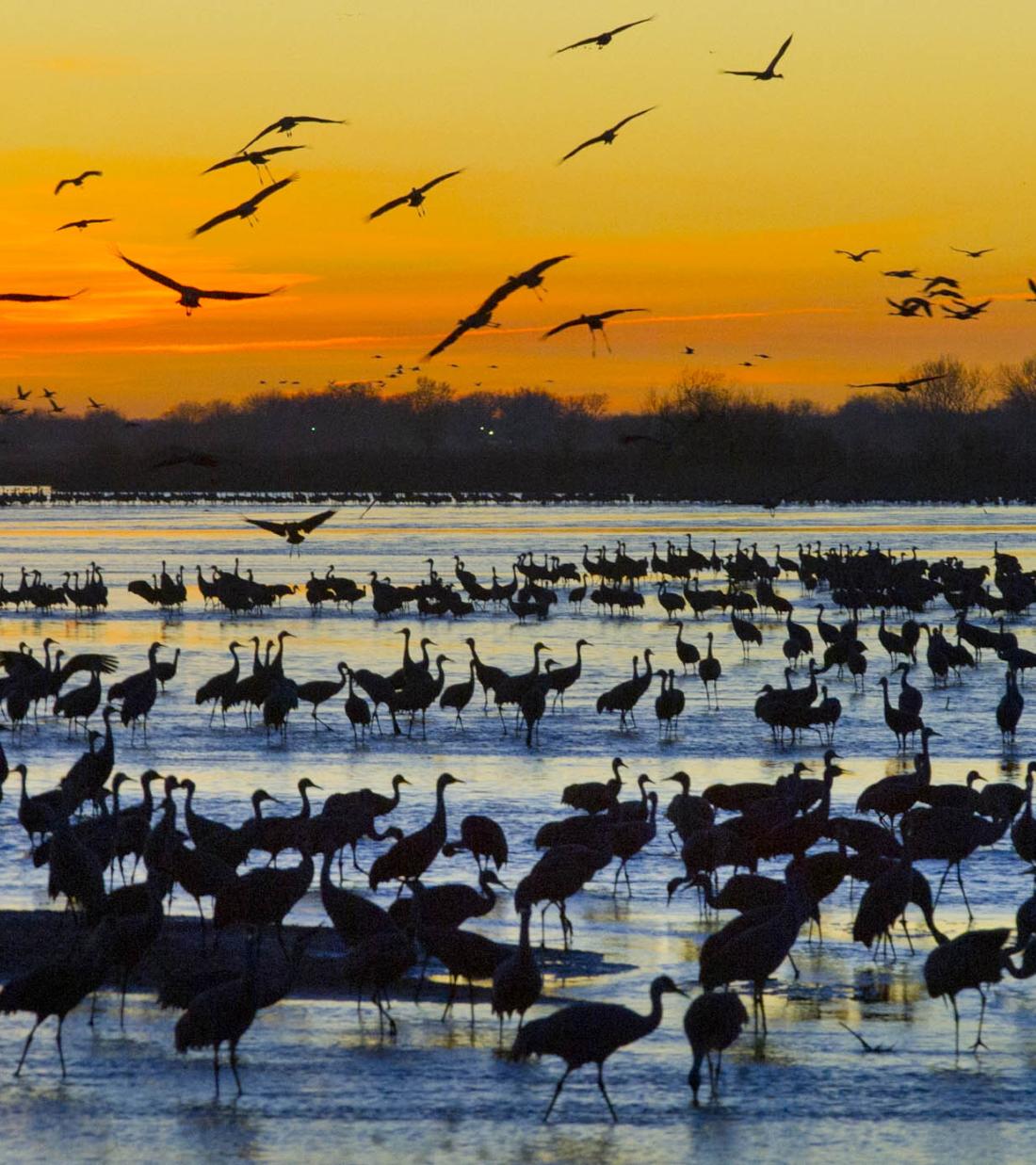 Sandhill cranes event photo