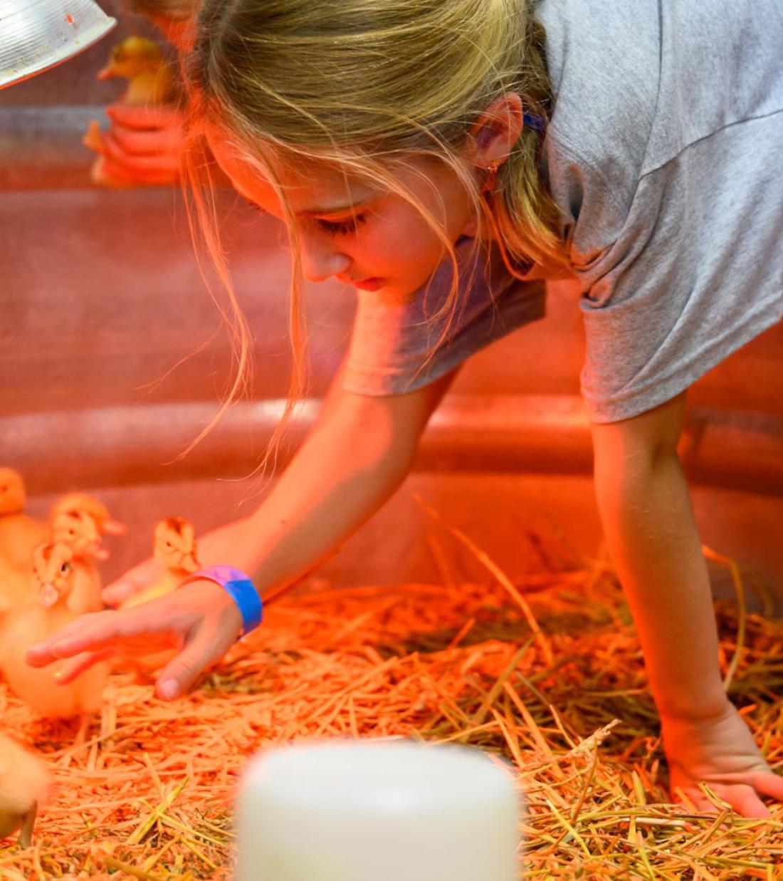 Kids petting baby chicks at the petting zoo at the Nebraska State Fair.