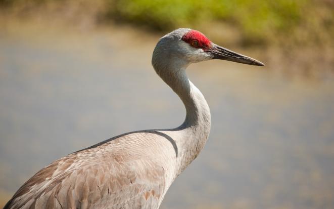 South Central_Sandhill Crane